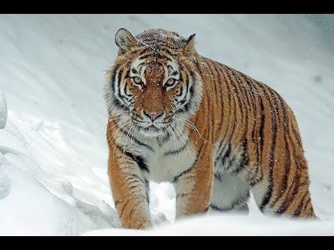 Что такое Конверт форекс