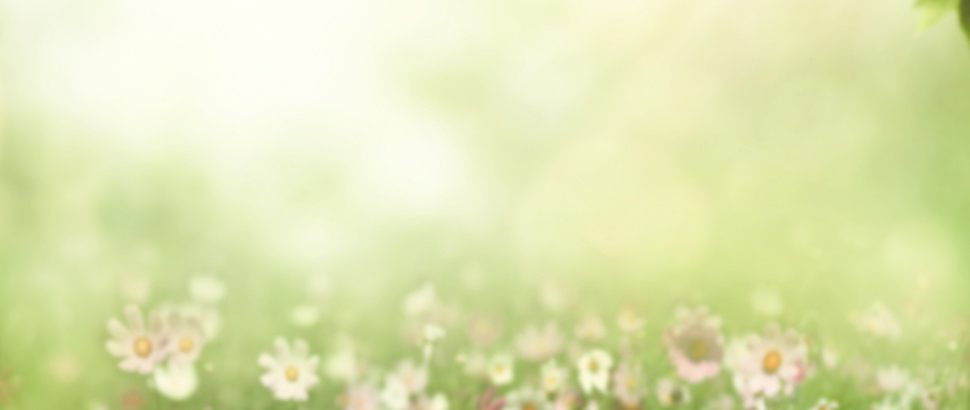 bunny_bg